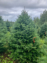 Balsam Fir Tree (7"-8")