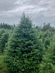 Balsam Fir Tree (6"-7")
