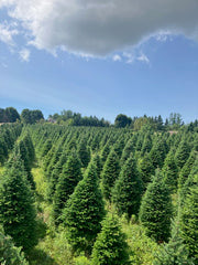 Balsam Fir Tree (5"-6")