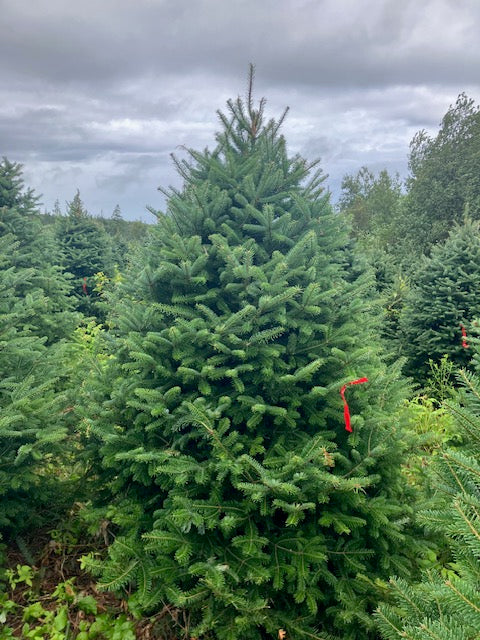 Balsam Fir Tree (7"-8")