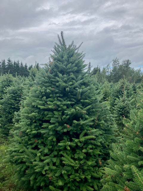 Balsam Fir Tree (6"-7")