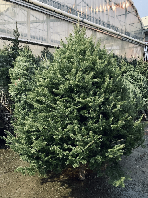 Balsam Fir Tree (8"-9")