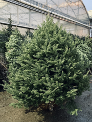 Balsam Fir Tree (8"-9")
