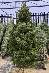 Balsam Fir Tree (8"-9")
